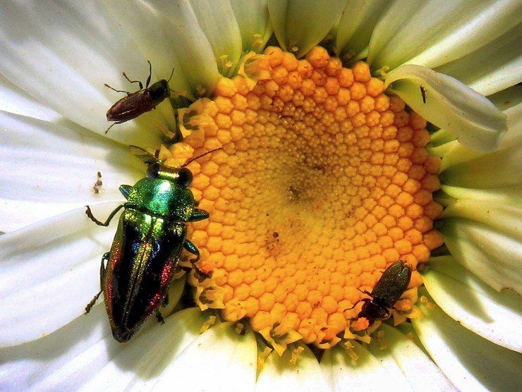Foto 1/Insectos sobre flores amarillas
