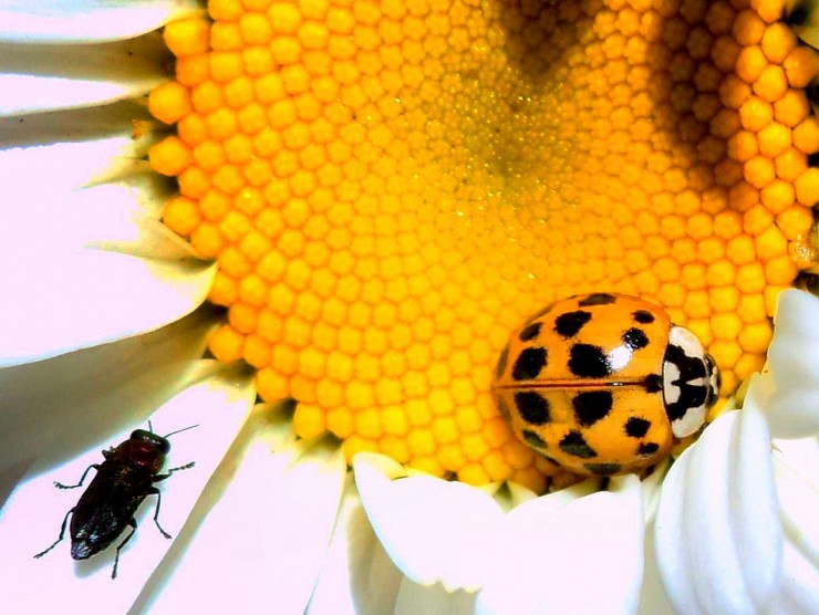 Foto 4/Insectos sobre flores amarillas