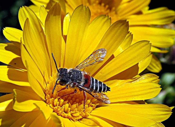 Foto 5/Insectos sobre flores amarillas