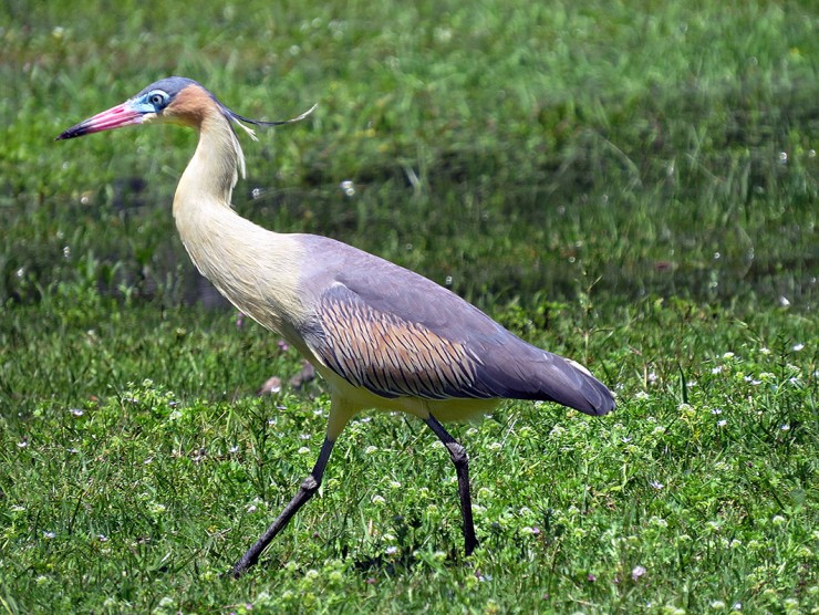 Foto 1/Especies de la fauna de El Palmar