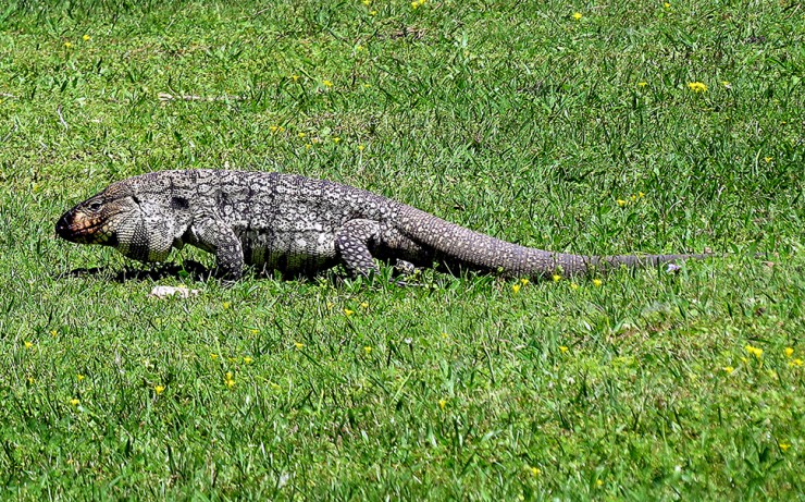 Foto 3/Especies de la fauna de El Palmar