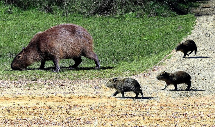 Foto 4/Especies de la fauna de El Palmar