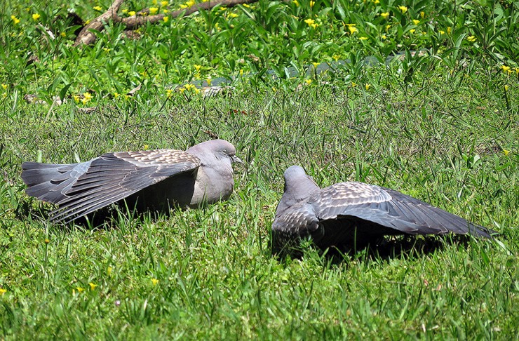 Foto 5/Especies de la fauna de El Palmar