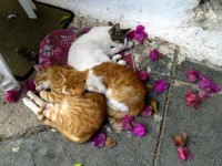 Gatos de Santorini