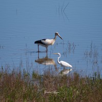 el cruce