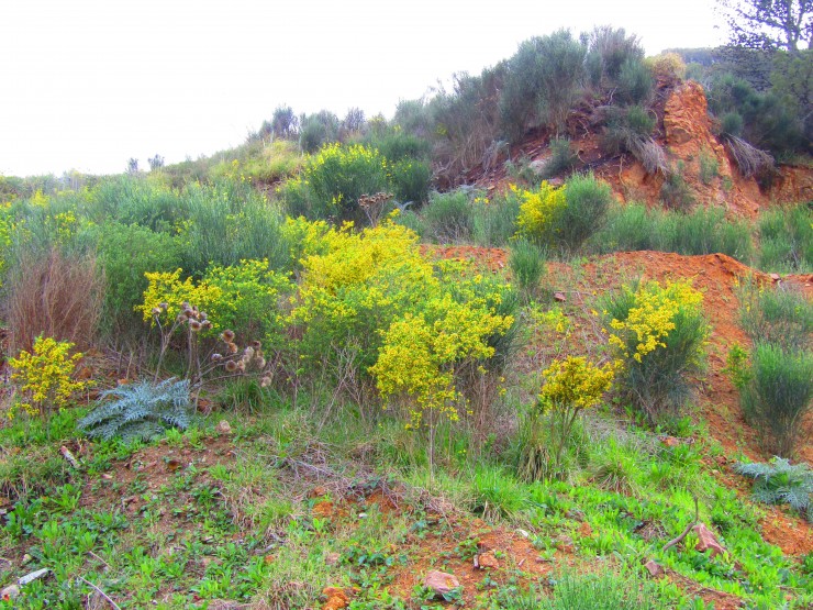 Foto 1/Retamas en la Barrosa