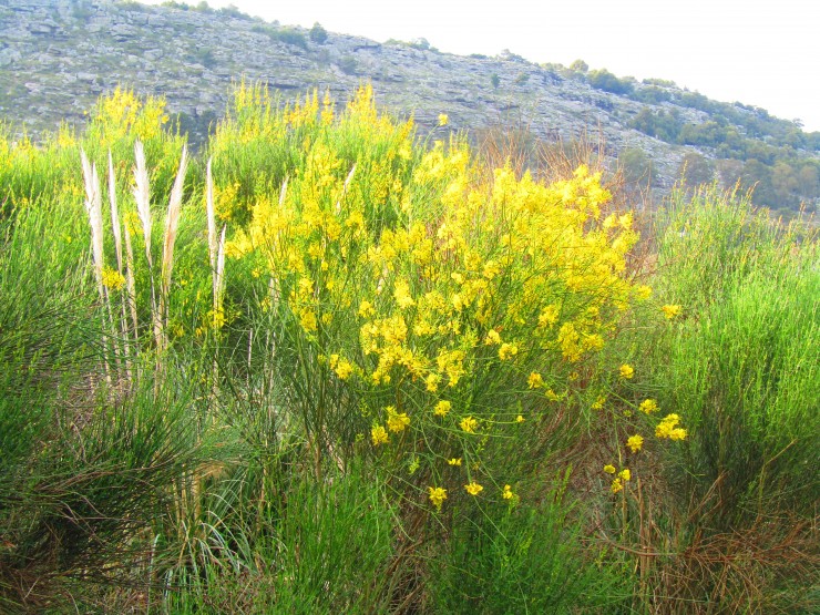 Foto 2/Retamas en la Barrosa