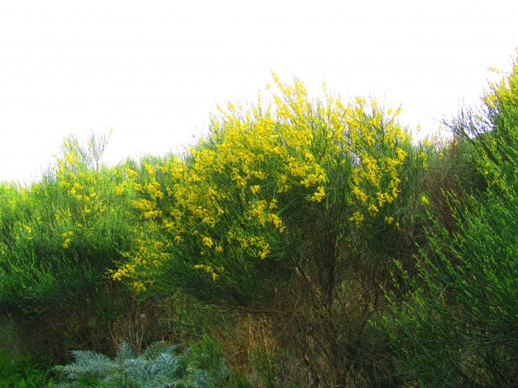 Foto 4/Retamas en la Barrosa