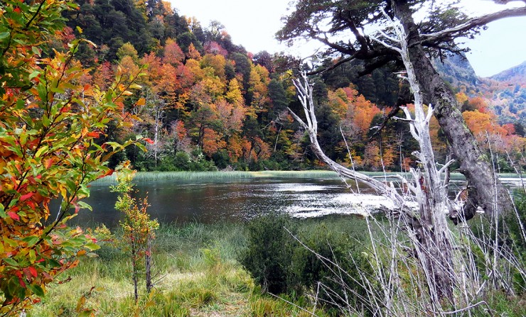 Foto 5/Entrando al bosque