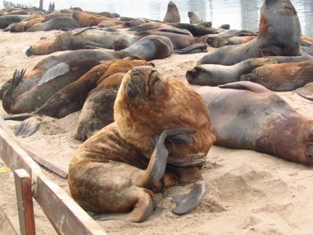 Foto 2/Lobos Marinos