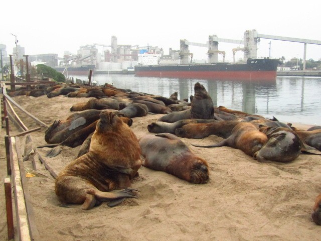 Foto 3/Lobos Marinos