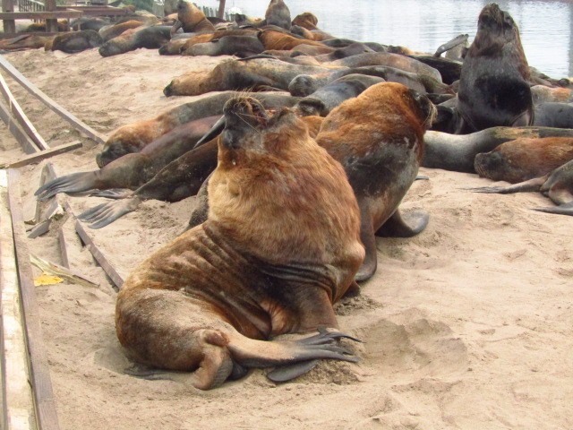 Foto 4/Lobos Marinos