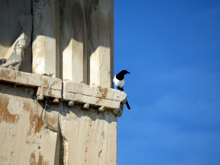 Foto 4/Una urraca en el Partenn