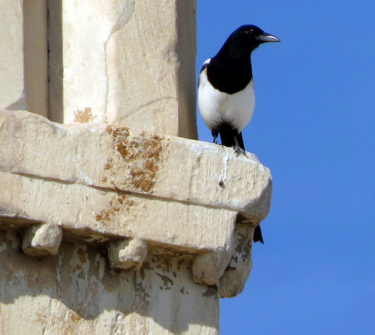 Foto 5/Una urraca en el Partenn