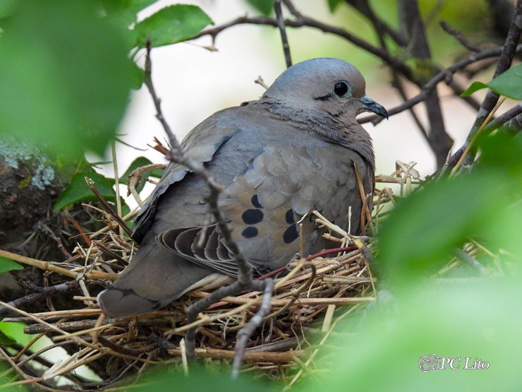 Foto 2/Madre.