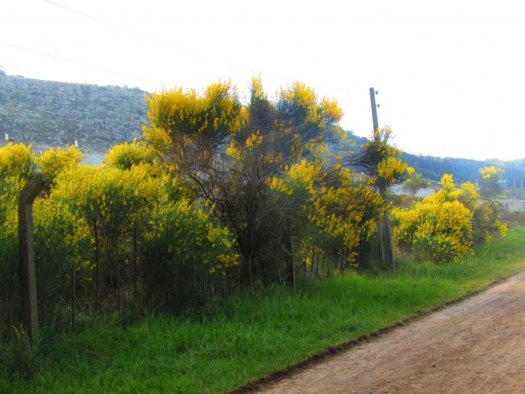 Foto 3/Entre verde y amarillo