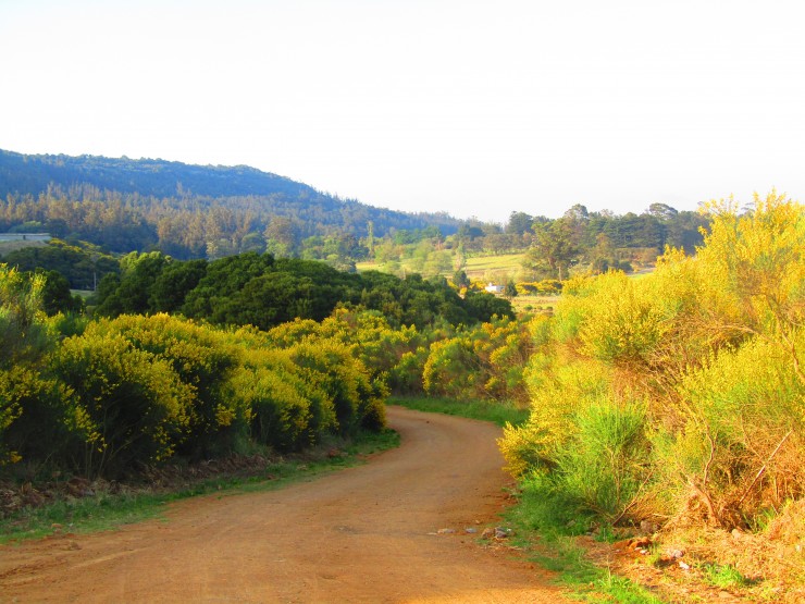 Foto 4/Entre verde y amarillo