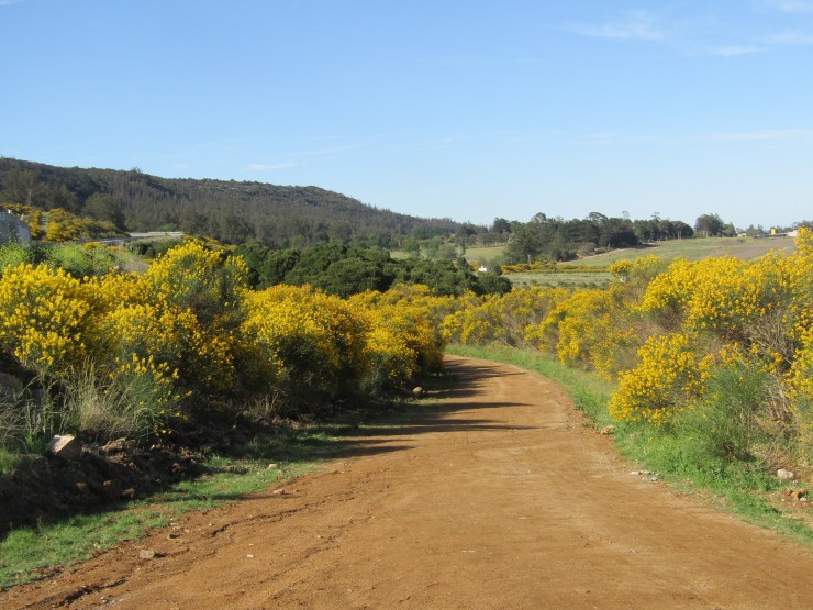 Foto 4/Belleza temprana