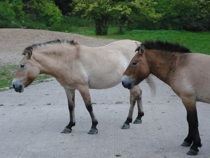 Foto 2/Przewalski