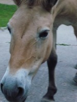 Przewalski