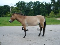 Przewalski