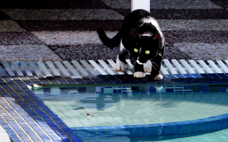 Foto 2/rase una vez un gato y una liblula