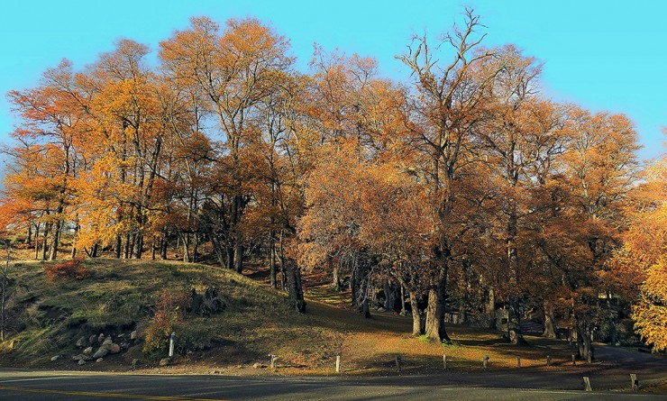 Foto 1/Paseo por el bosque