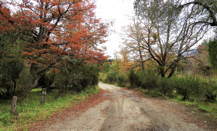 Foto 3/Paseo por el bosque