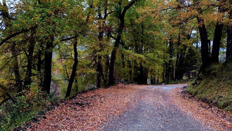 Foto 5/Paseo por el bosque