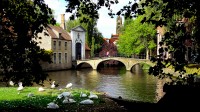 Los cisnes de Minnewater