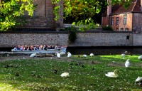 Los cisnes de Minnewater