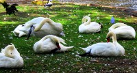 Los cisnes de Minnewater