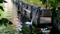 Los cisnes de Minnewater