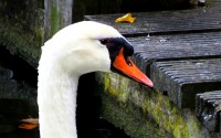 Los cisnes de Minnewater