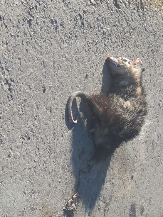 Foto 1/animales atropellados en ruta