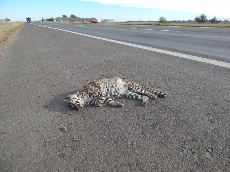 Foto 2/animales atropellados en ruta