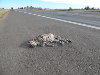 animales atropellados en ruta