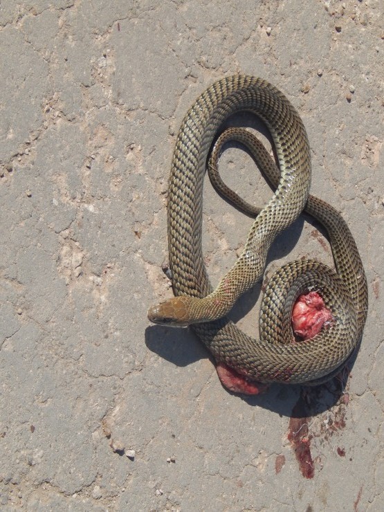 Foto 3/animales atropellados en ruta