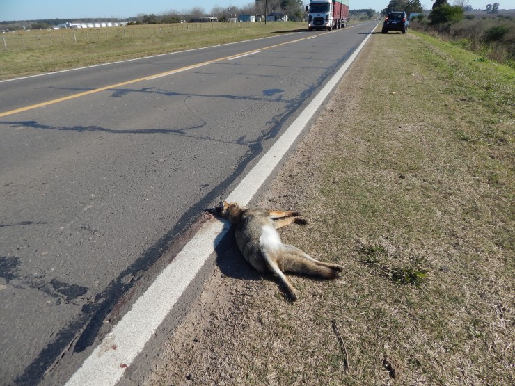 Foto 4/animales atropellados en ruta