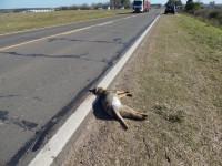 animales atropellados en ruta