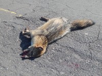 animales atropellados en ruta