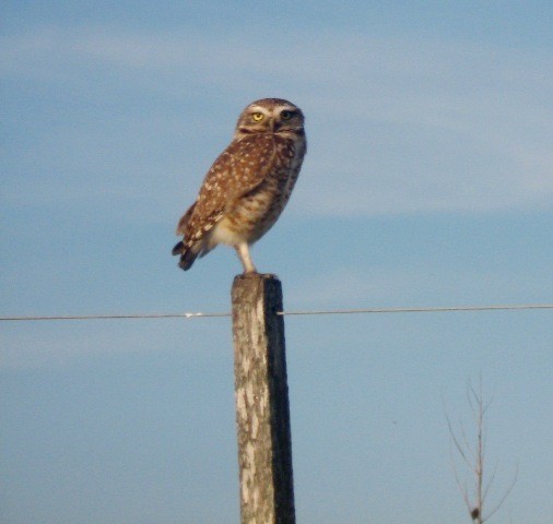 Foto 4/aves