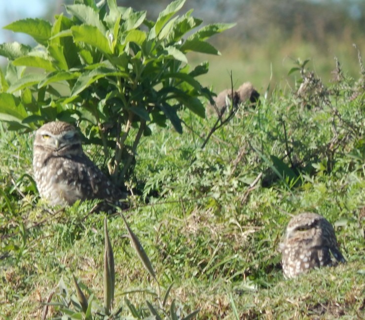 Foto 5/aves