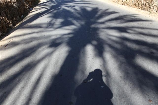 "mi sombra" de Gigi Sorrentino