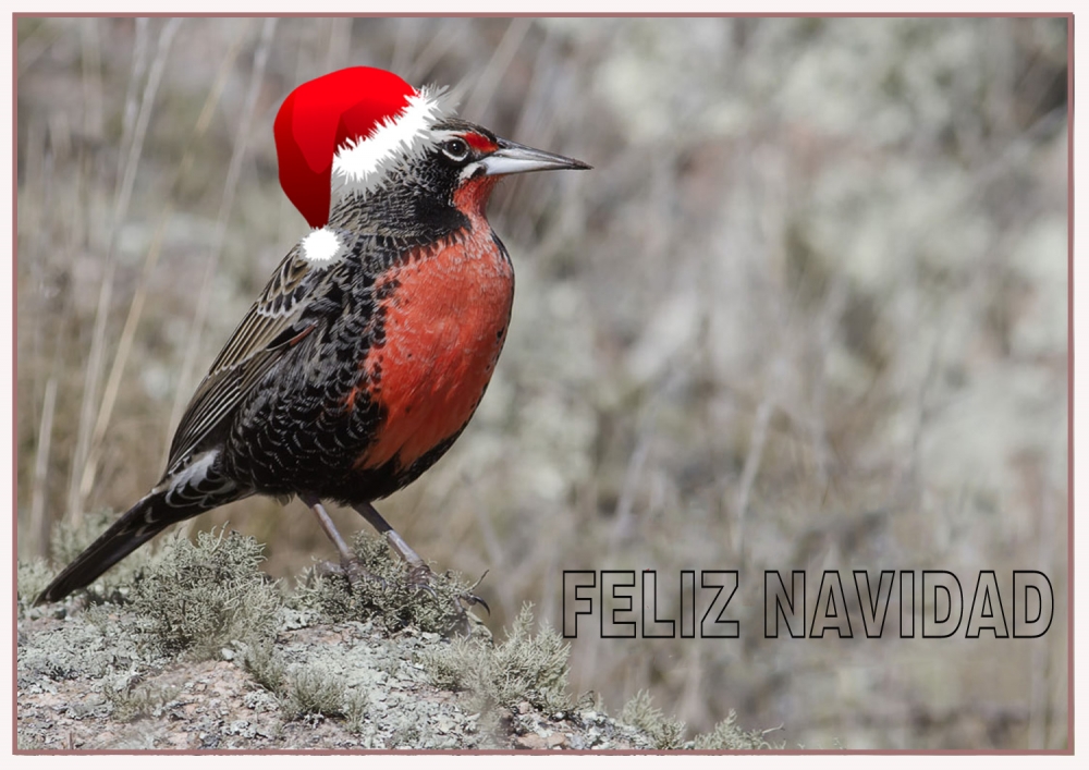 "Feliz Navidad !!!!!!!!" de Edith Polverini