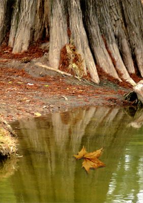 FotoRevista / Convocatoria Mensual / Arboles