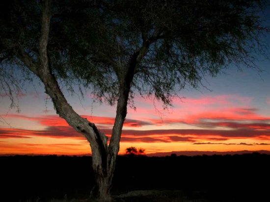 FotoRevista / Convocatoria / algarrobo del desierto de Esteban Tapella