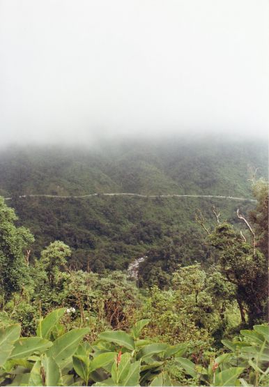 "Por la selva tucumana" de Martha A. Moreschi