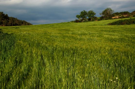 FotoRevista / Convocatoria / campo verde de Jordi Moras