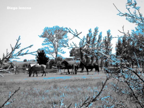 FotoRevista / Convocatoria / no encontro el anillo de Diego Lencina